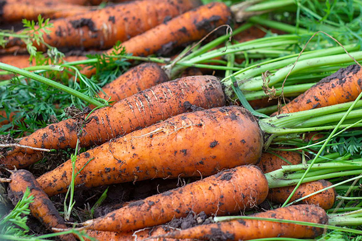 Training : Methods of seeding in carrot