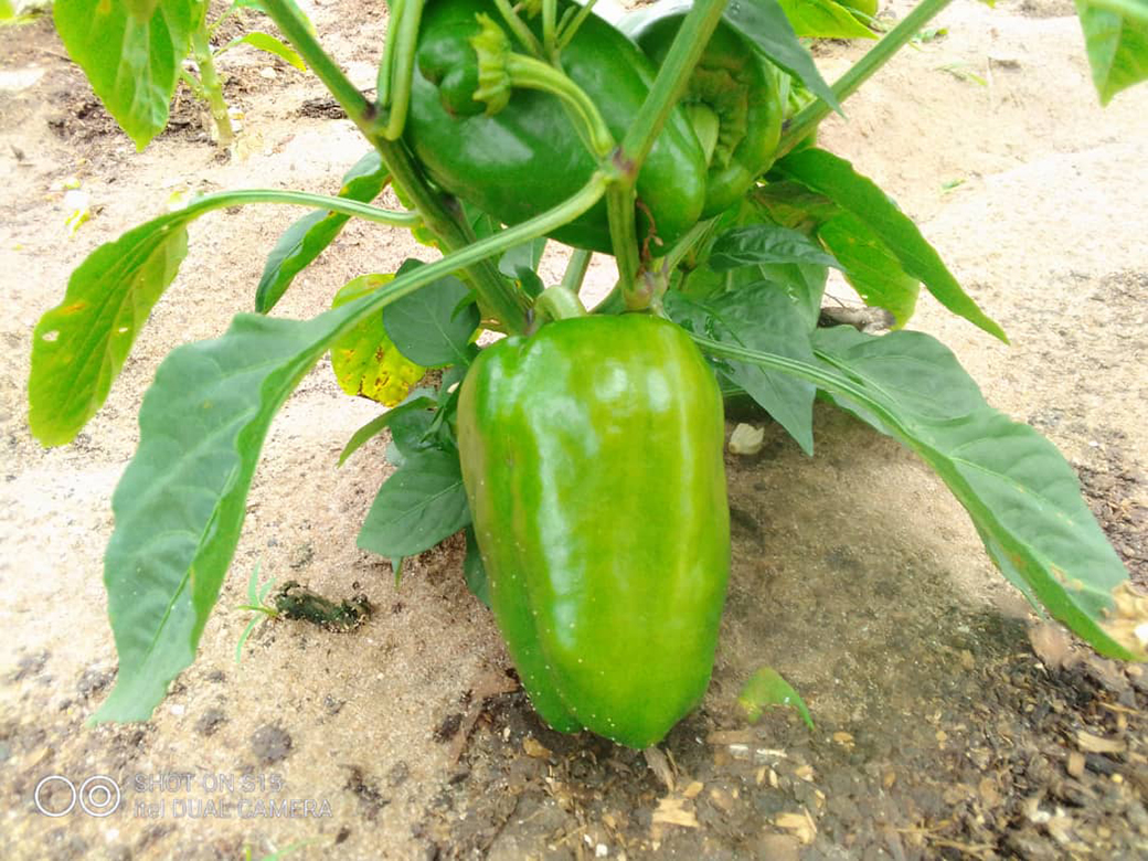 Spotlight : Sweet pepper CORONADO