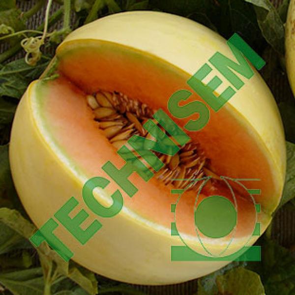 Melon Caribbean Queen