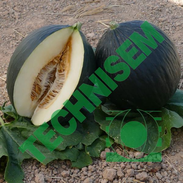 Melon Sigma